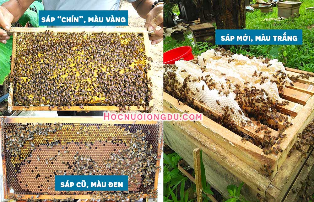 cách phân biệt sáp ong mới và cũ, hình dạng tổ ong