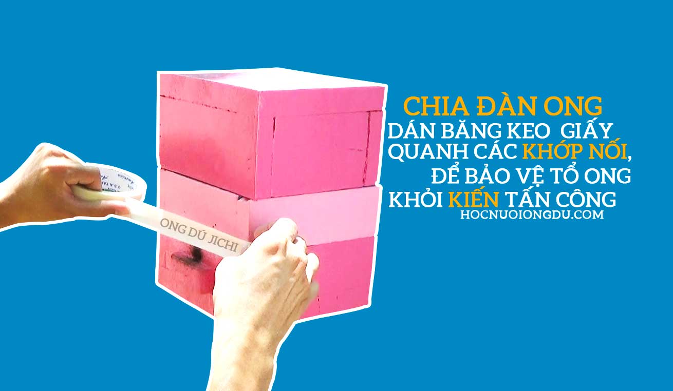 cách tách đàn ong dú, làm tổ ong chống kiến tấn công