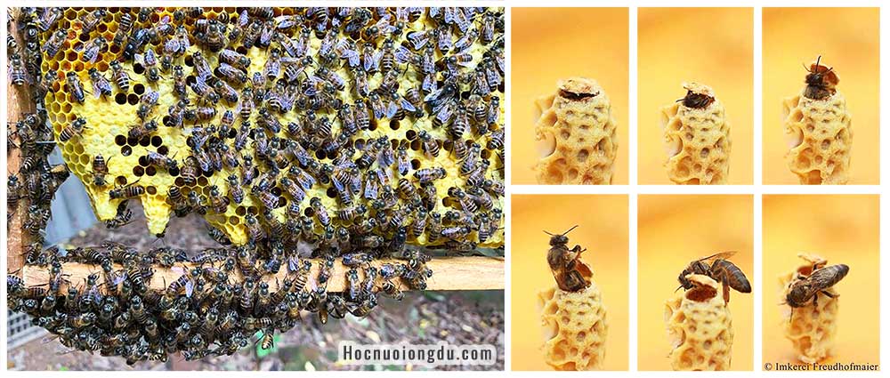 cách tách đàn ong mật, hiện tượng ong chia đàn