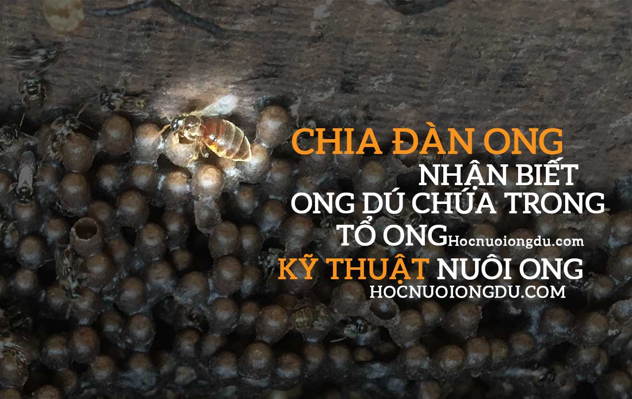 cách tìm ong chúa trong đàn, hình ảnh ong dú chúa