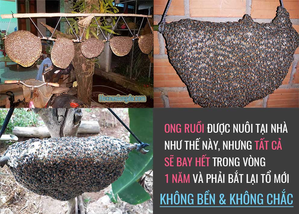 Cách tìm tổ ong ruồi, nuôi ong ruồi tại nhà