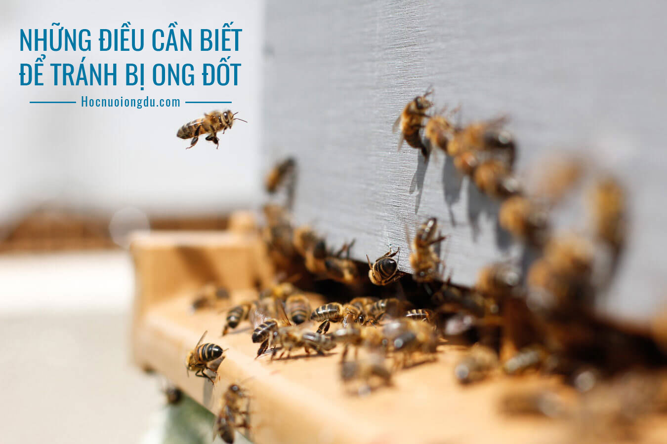 cách tránh bị ong mật đốt