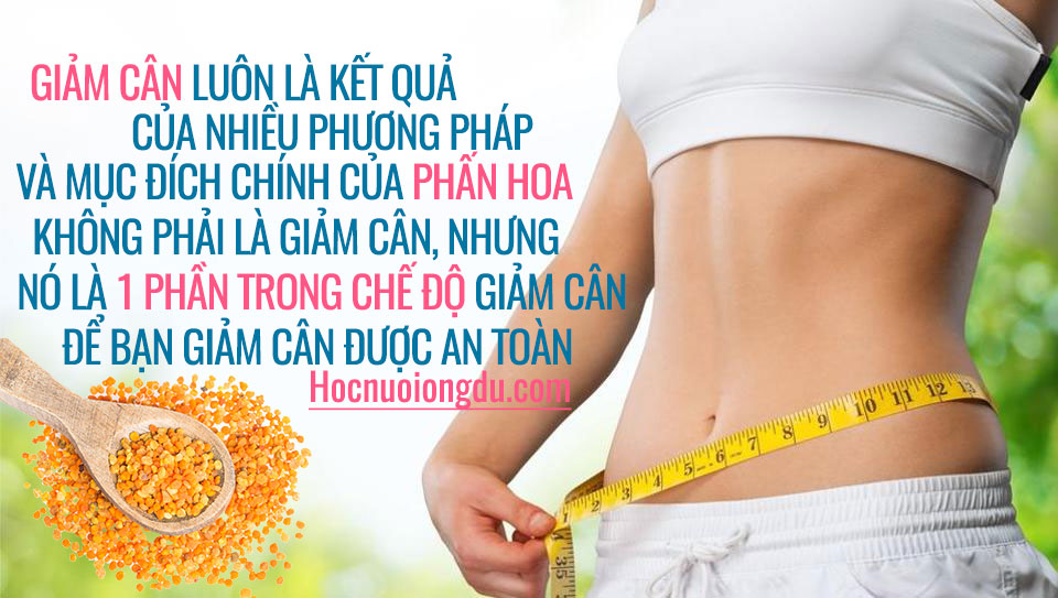 cách uống phấn hoa để giảm cân và tác dụng của phấn ong
