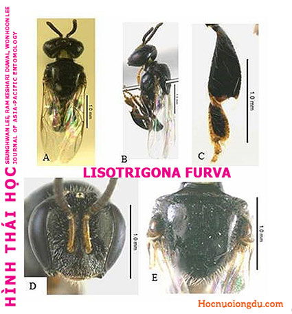 Hình thái học của giống ong dú Lisotrigona Furva