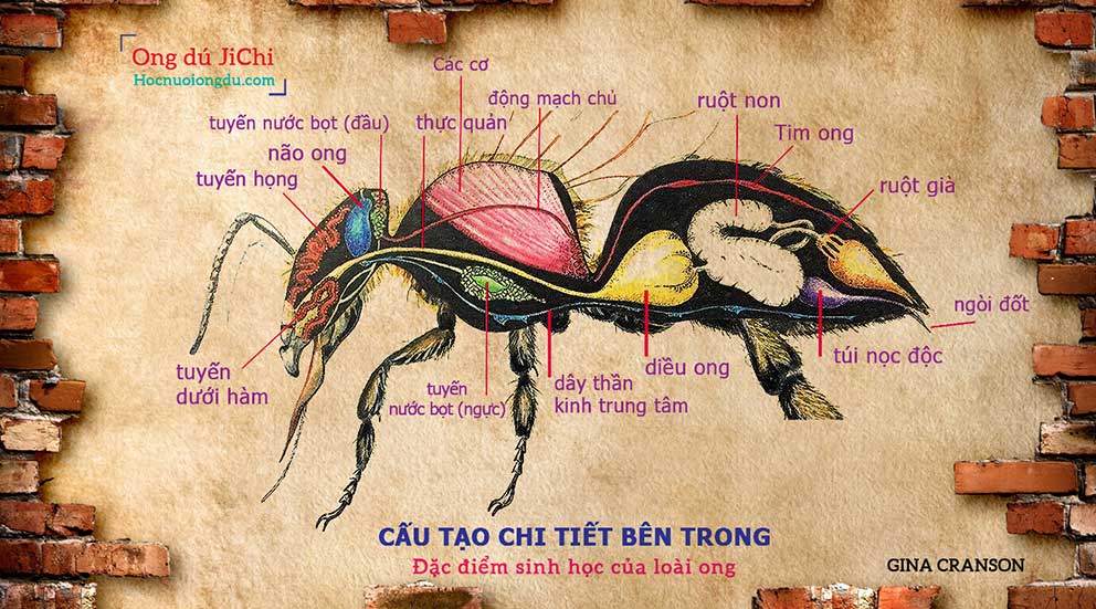 đặc điểm sinh học của loài ong, cấu tạo bên trong 