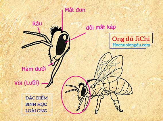 Cấu tạo bên ngoài phần đầu của loài ong