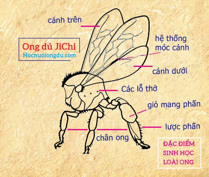 Đặc điểm của loài ong cấu tạo ở phần ngực