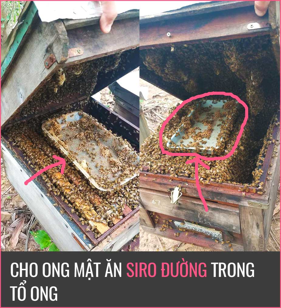 Chi phí đầu tư nuôi ong, mật ong nuôi cho ăn đường