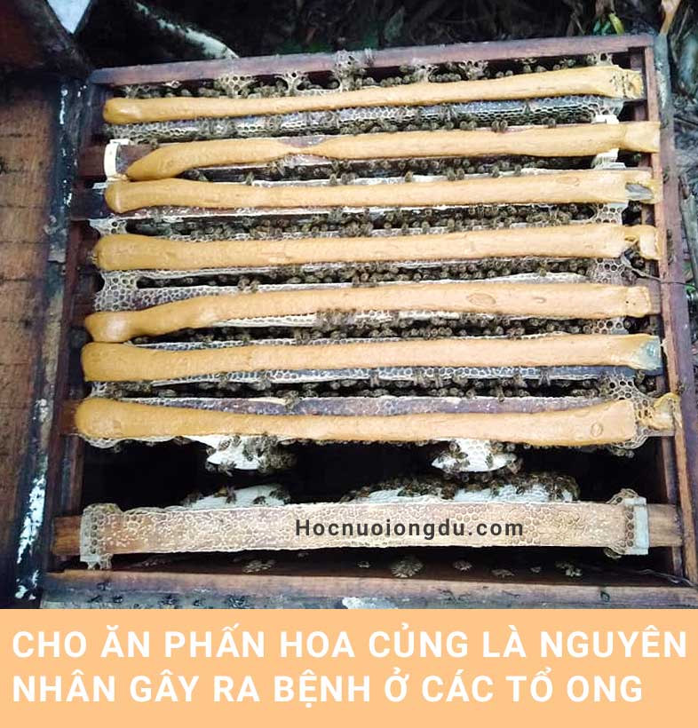 cho ong ăn phấn hoa, nguyên nhân gây ra bệnh ở các loại ong