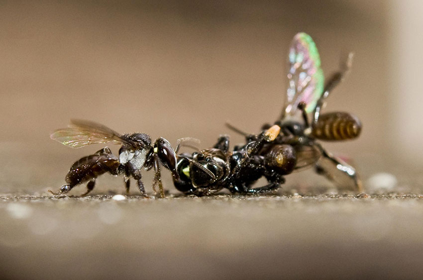 các con ong dú cắn nhau trong một lần tách đàn