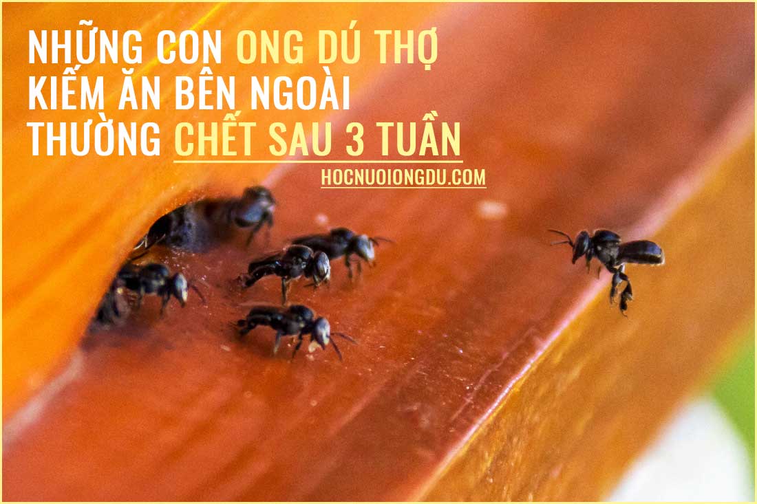Con ong dú thợ, giống ong dú khánh hòa