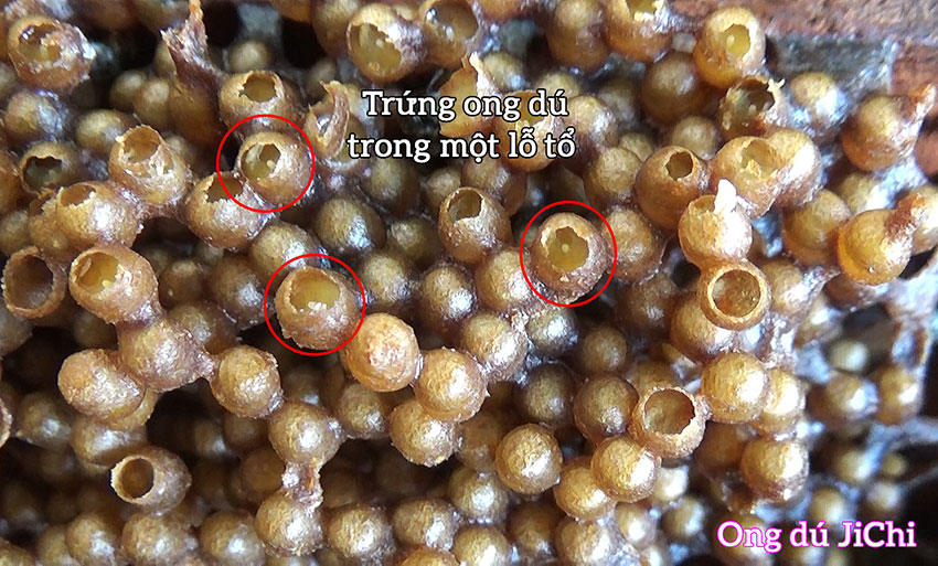 ong dú chúa đẻ trứng trên lớp thức ăn ấu trùng hay gọi là sữa