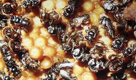 ong dú thợ đang nạp thức ăn ấu trùng vào các lỗ tổ đe trứng