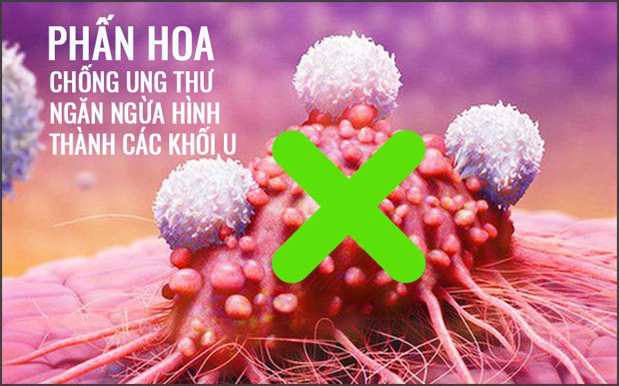 Công dụng của phấn hoa ong chữa bệnh ung thư và các khối u