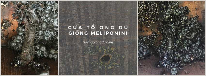 Kinh nghiệm nuôi ong cấu tạo cửa tổ của loài Meliponini