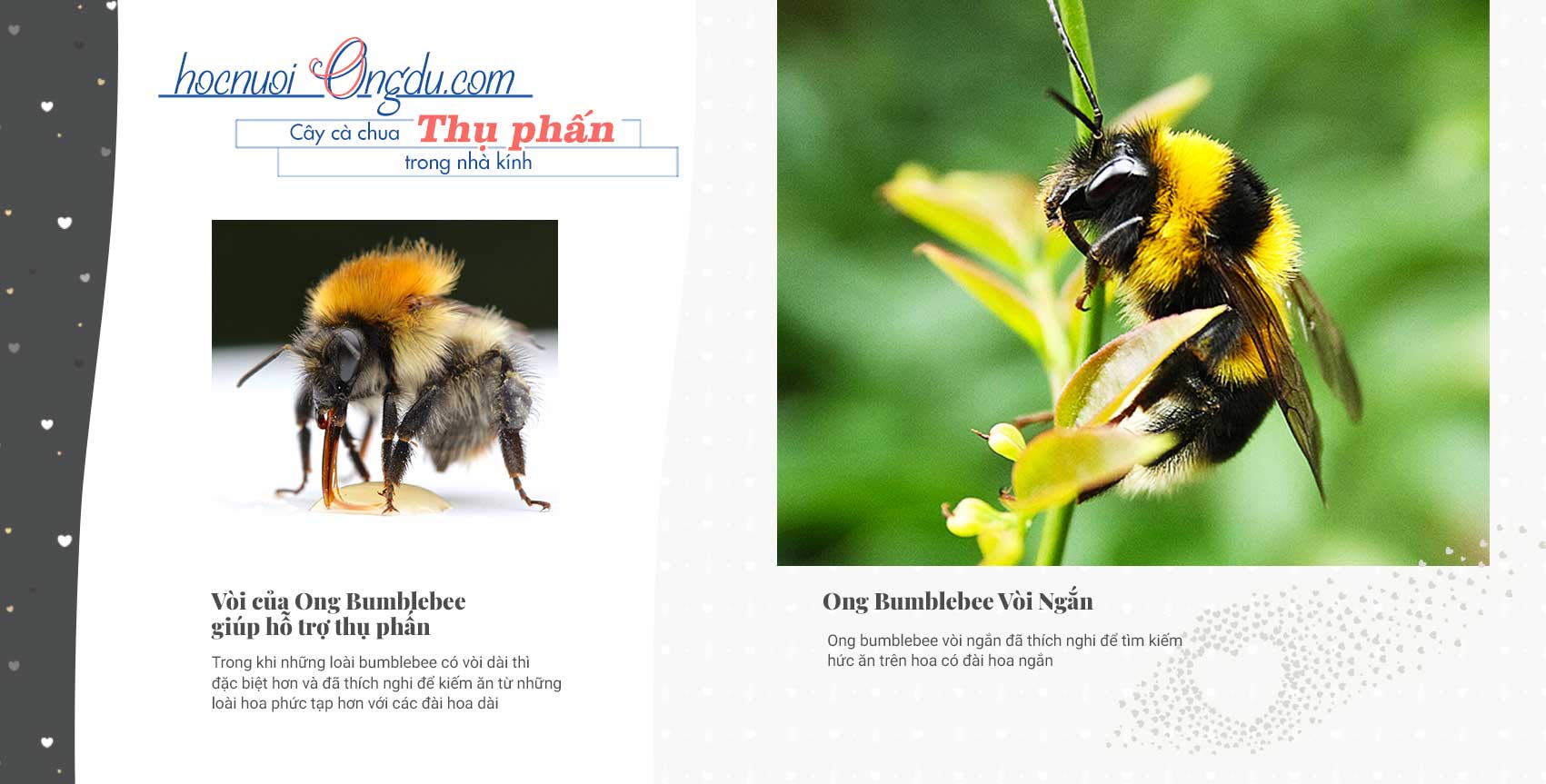 Đặc điểm sinh học của ong bumblebees thụ phấn cho hoa