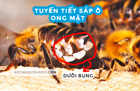 đặc điểm của ong mật tuyến sáp nằm dưới bụng ong thợ