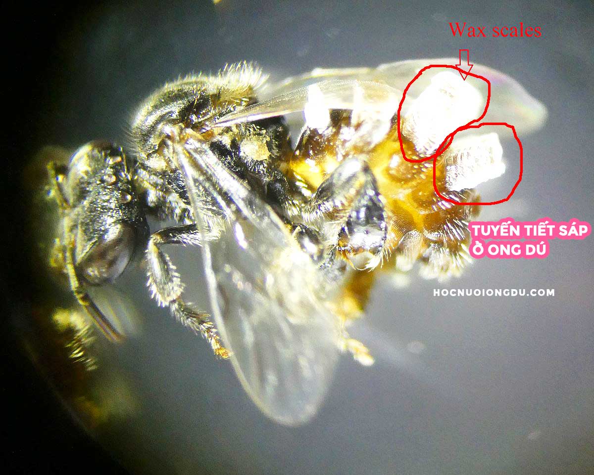 đặc điểm sinh học của ong dú, tuyến tiết sáp ở ong thợ
