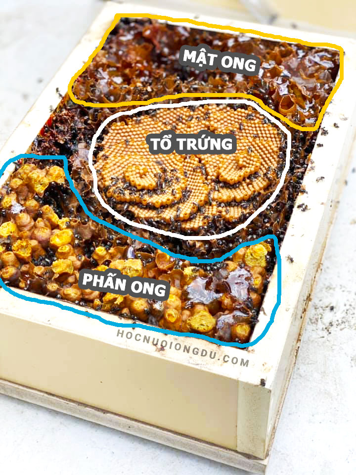 đặc điểm xây tổ của ong dú hay stingless bee