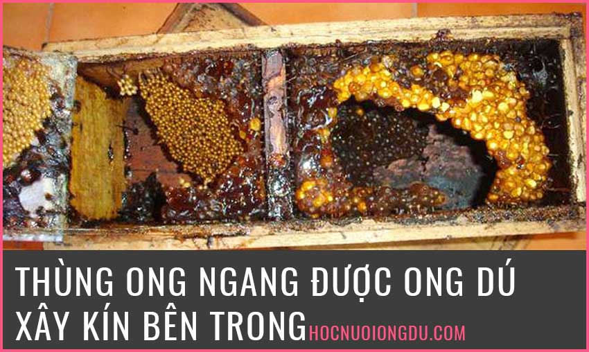 Đàn ong dú xây tổ kín bên trong thùng ong ngang