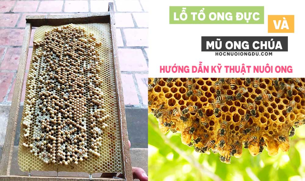 dấu hiệu ong chia đàn tự nhiên, kỹ thuật nuôi ong mật nội địa