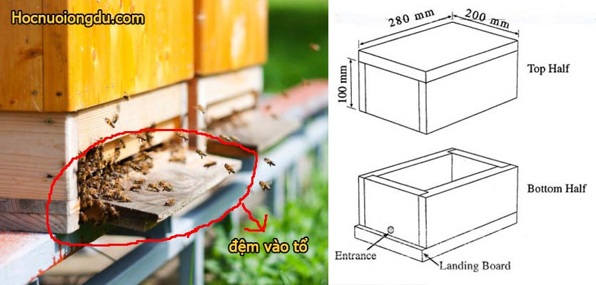 landing board hay đệm vào cửa tổ trong thiết kế thùng nuôi ong