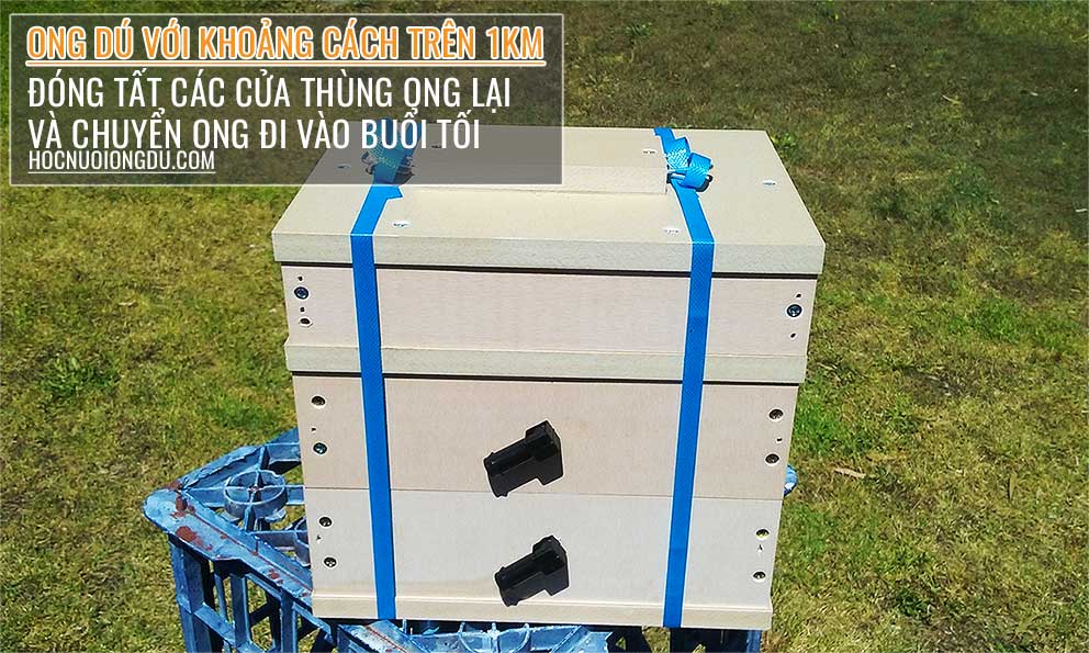 Di chuyển tổ ong dú ở quảng đường xa