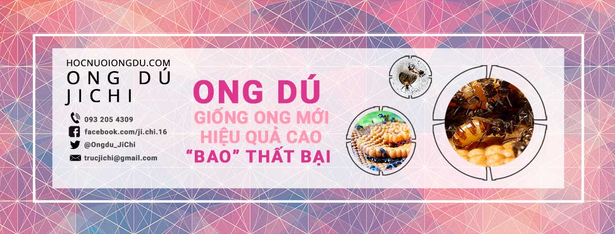 địa chỉ bán ong dú giống, ong dú jichi