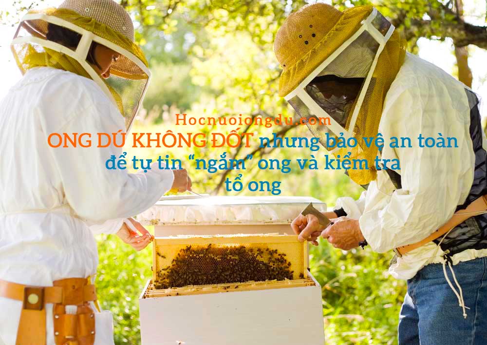 đồ bảo hộ bắt ong và kiểm tra ong