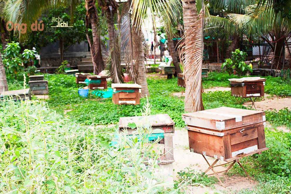 Dụng cụ cần thiết để nuôi ong thùng ong ý