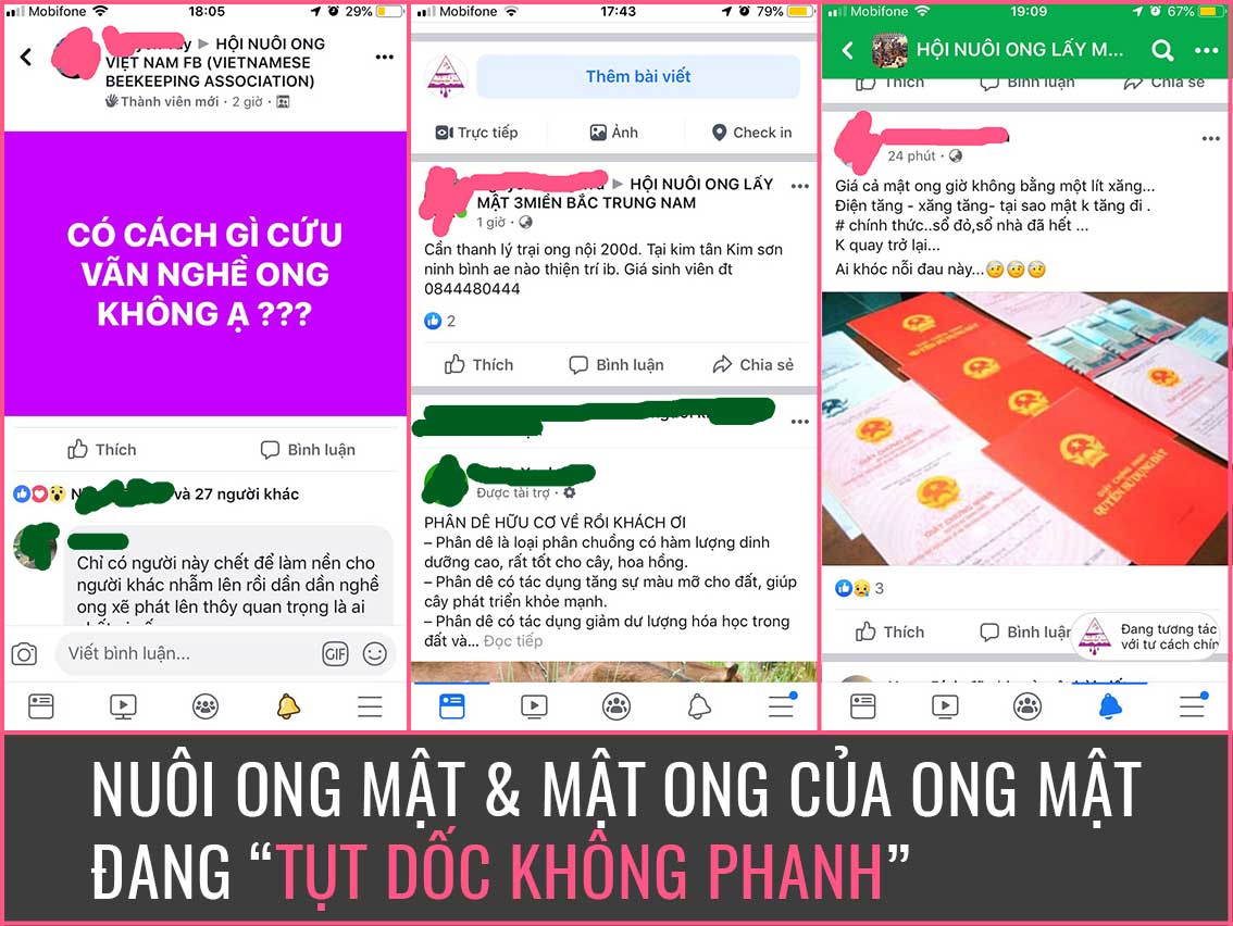 Giá mật ong rớt giá, người nuôi ong di cư bỏ nghề