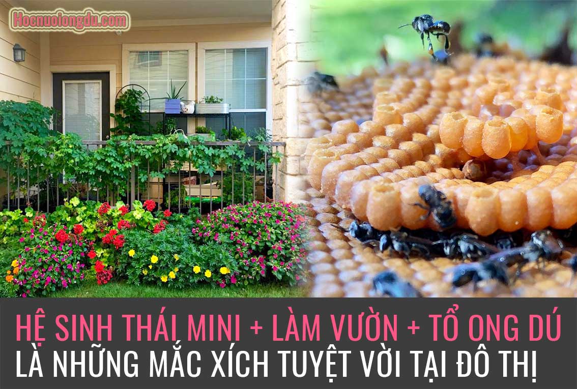 Giá ong giống hiện nay, dụng cụ làm vườn