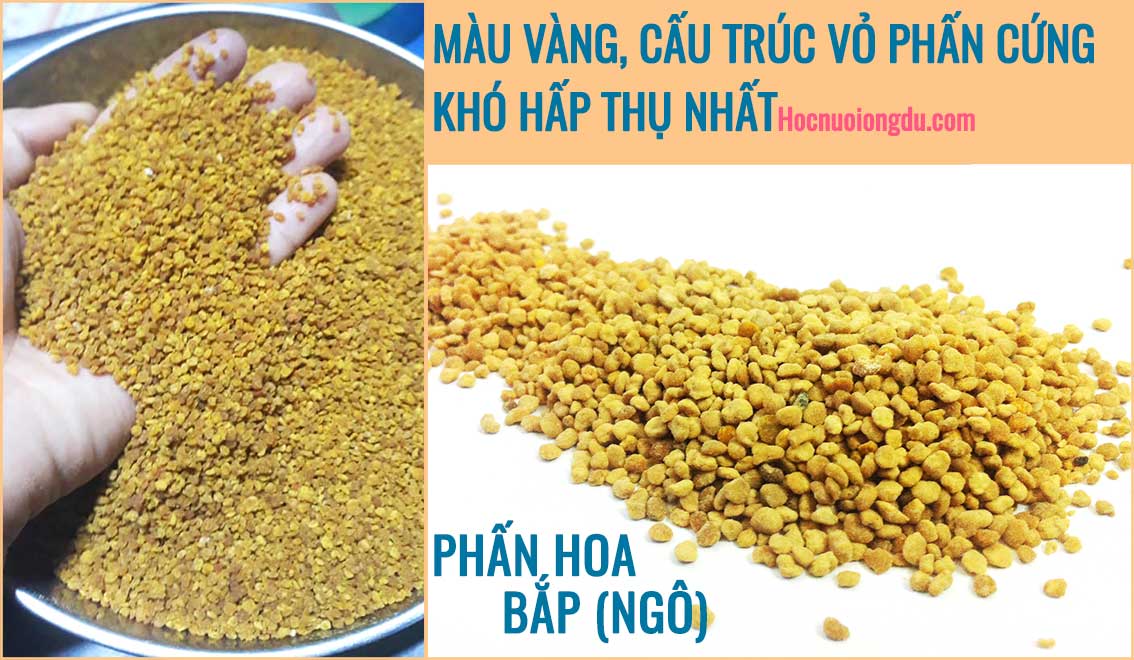 Giá phấn hoa bắp ngô, dinh dưỡng của phấn hoa