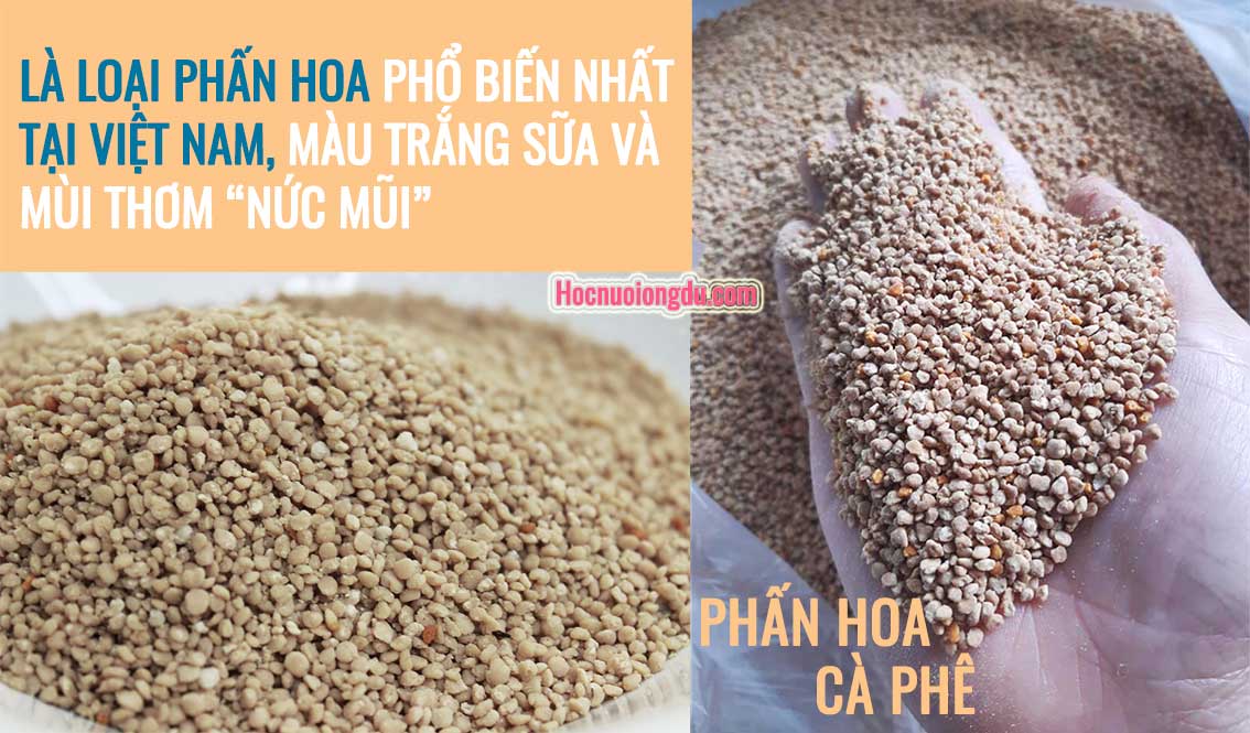 Giá phấn hoa cà phê và cách nhận biết phấn hoa