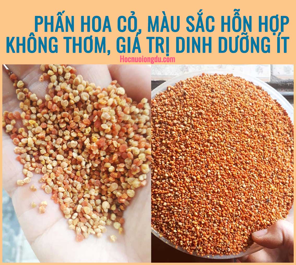 Giá phấn hoa cỏ kim, phấn hoa đủ màu