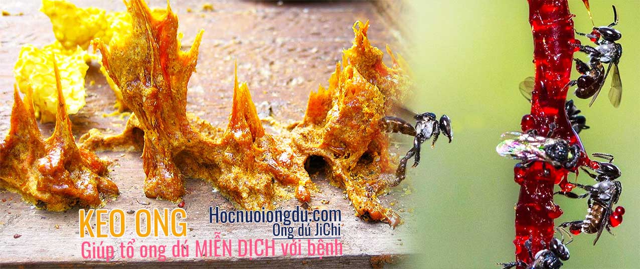 Giá trị của keo ong giúp ong dú miễn dịch với bệnh