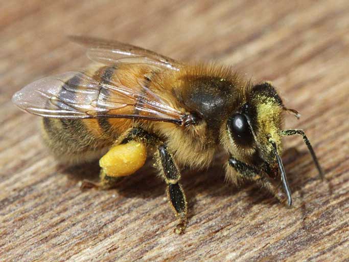 Tập tính của ong, giỏ mang phấn hoa ở ong mật