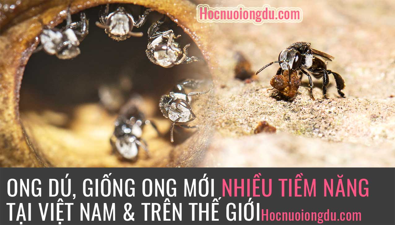 Giống ong dú, bán tổ ong dú