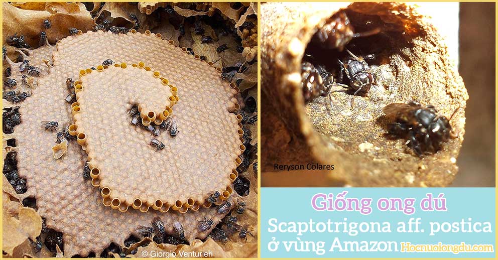 Giống ong dú Scaptotrigona aff Postica, cách nuôi ong dú