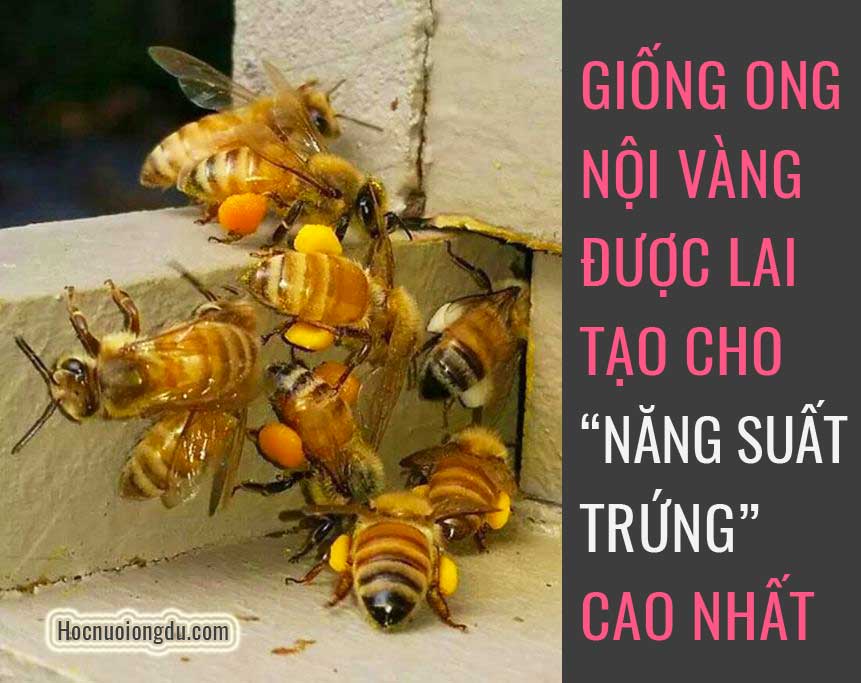 Giống ong nội vàng, mua ong giống tại TP.HCM