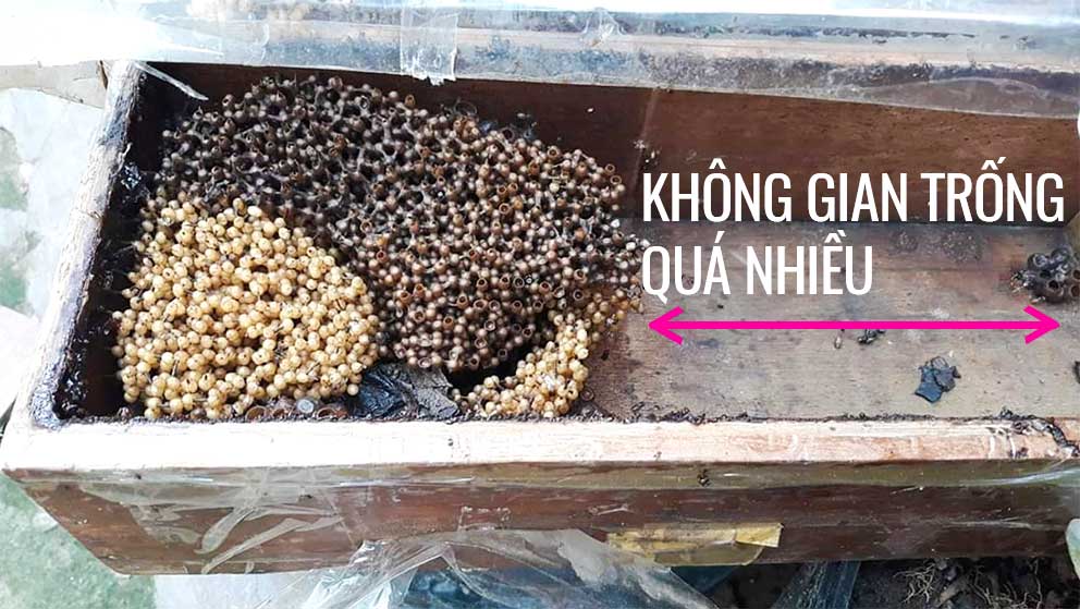 Hình ảnh bên trong thùng ong dú ngang truyển thống