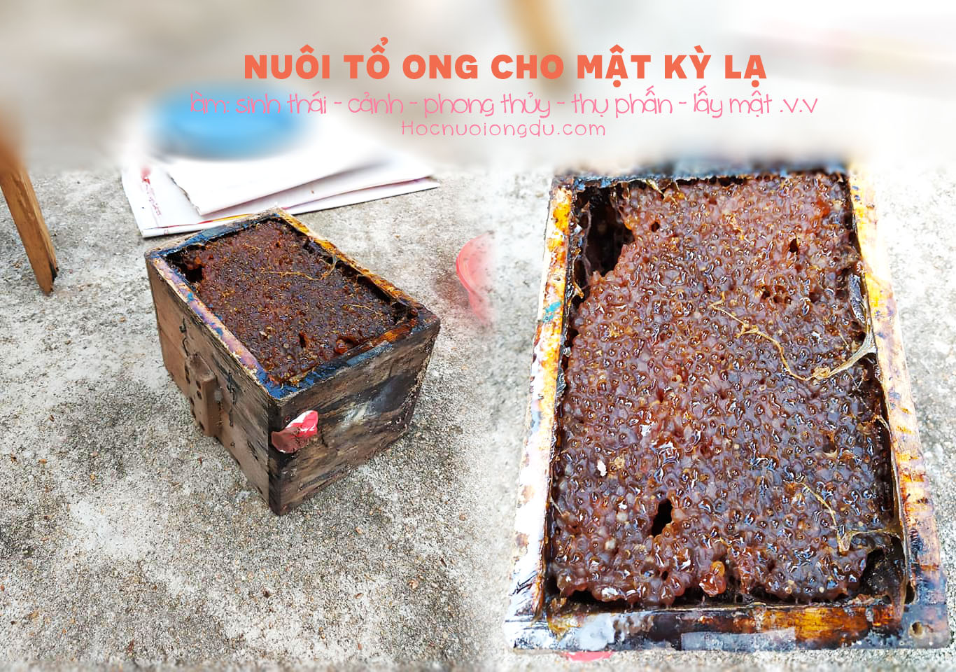 hình ảnh tổ ong, hình tổ ong