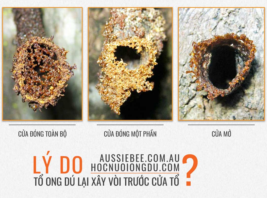 Hình các kiểu vòi của stingless bee và đóng của tổ ban đêm