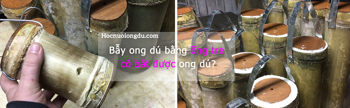 cách bắt ong dú bằng các đõ ong làm từ ống tre