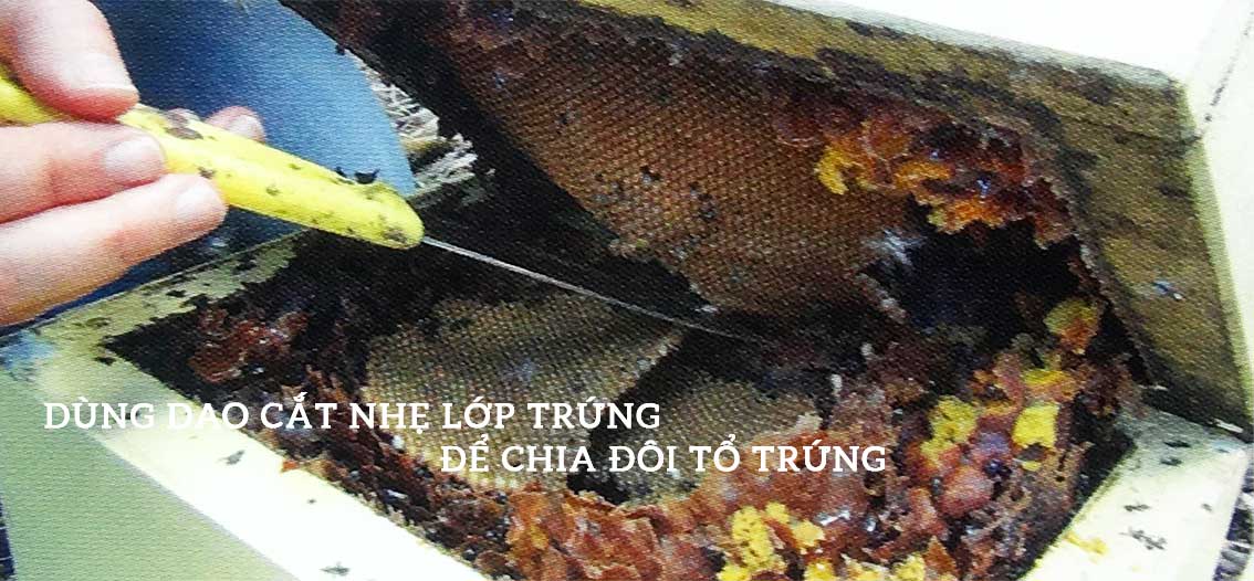 Hình ong dú trứng tầng, chia đàn ong dú