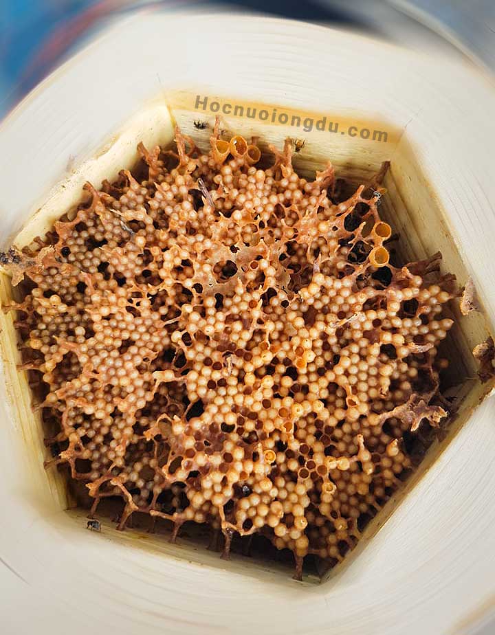 hình tổ ong và ong chúa đẻ trứng trong thùng ong lục giác