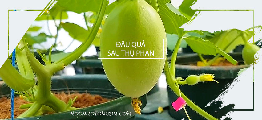 Hoa dưa lưới đậu quả sau 5 ngày thụ phấn bằng ong dú