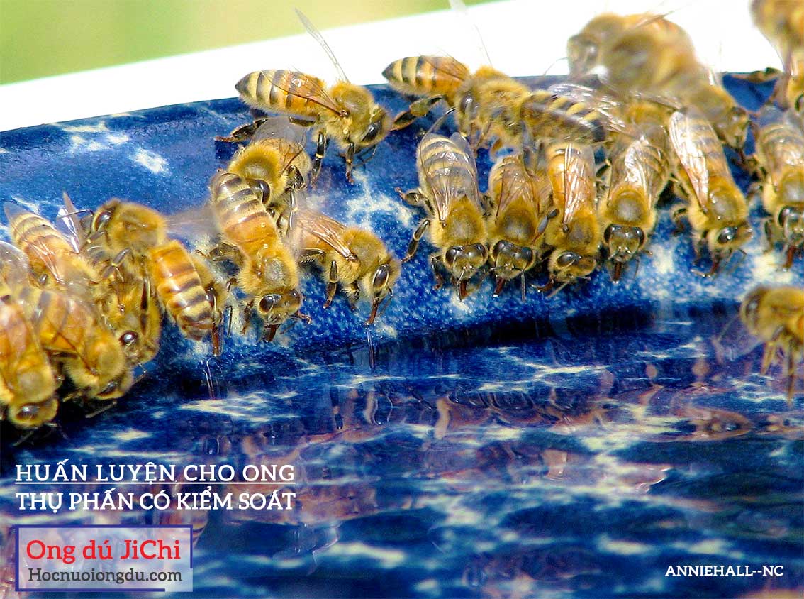 Huấn luyện ong thụ phấn trong nhà lưới bằng cách cho ong ăn siro đường