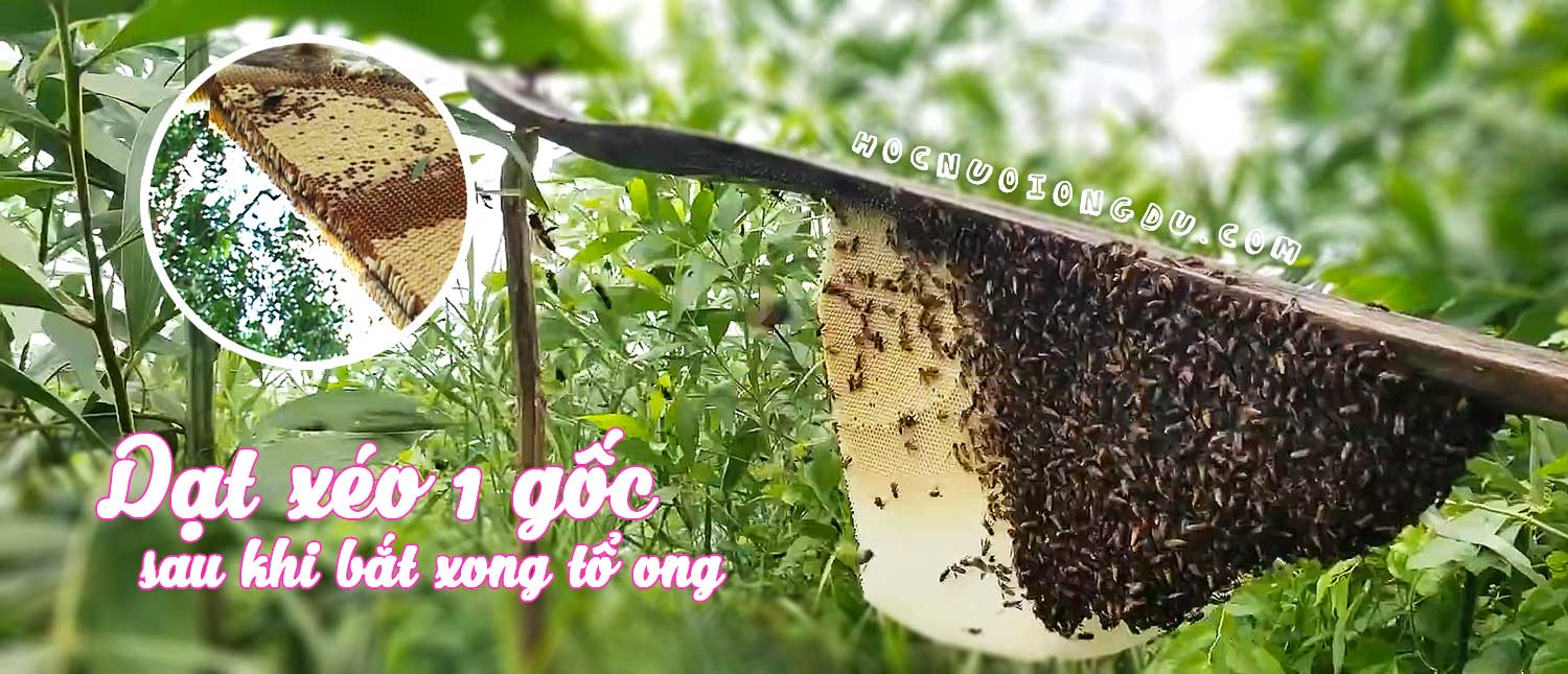 hướng dẫn lấy mật ong để ong không bỏ tổ đi