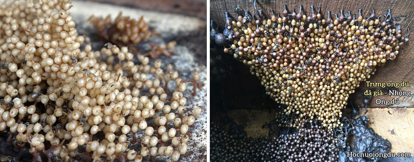 trứng ong dú đã được loại bỏ keo ong để lại lớp kén của nhộng